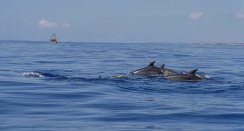 From Can Picafort: Dolphin Watching and Cave Boat Trip - What the sunrise departure adds