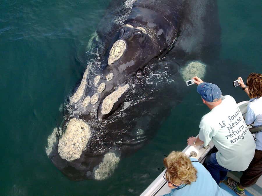 From Cape Town: Hermanus Whale Watching Boat Trip - Key points to know before booking