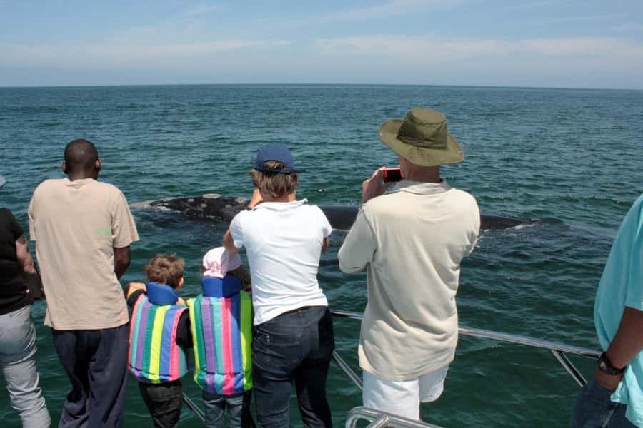 From Cape Town: Hermanus Whale Watching Boat Trip - A two-hour search for whales and marine life