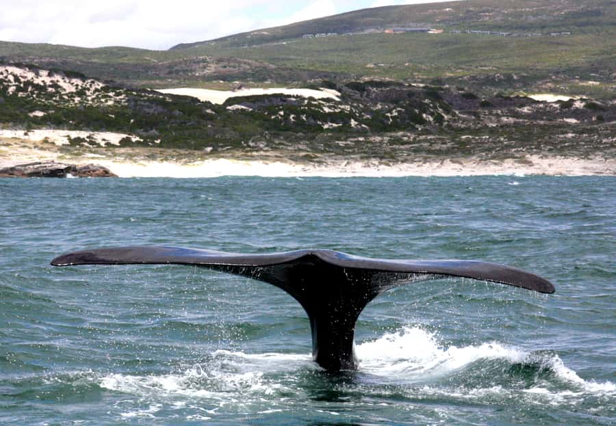 From Cape Town: Hermanus Whale Watching Boat Trip - Why mothers and calves make the day special