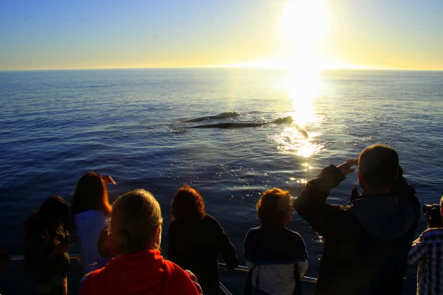 From Cape Town: Hermanus Whale Watching Boat Trip - Animal-friendly viewing at close range