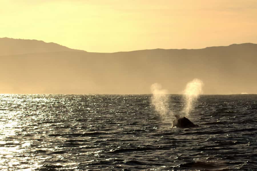From Cape Town: Hermanus Whale Watching Boat Trip - Drinks, snacks, and the food question