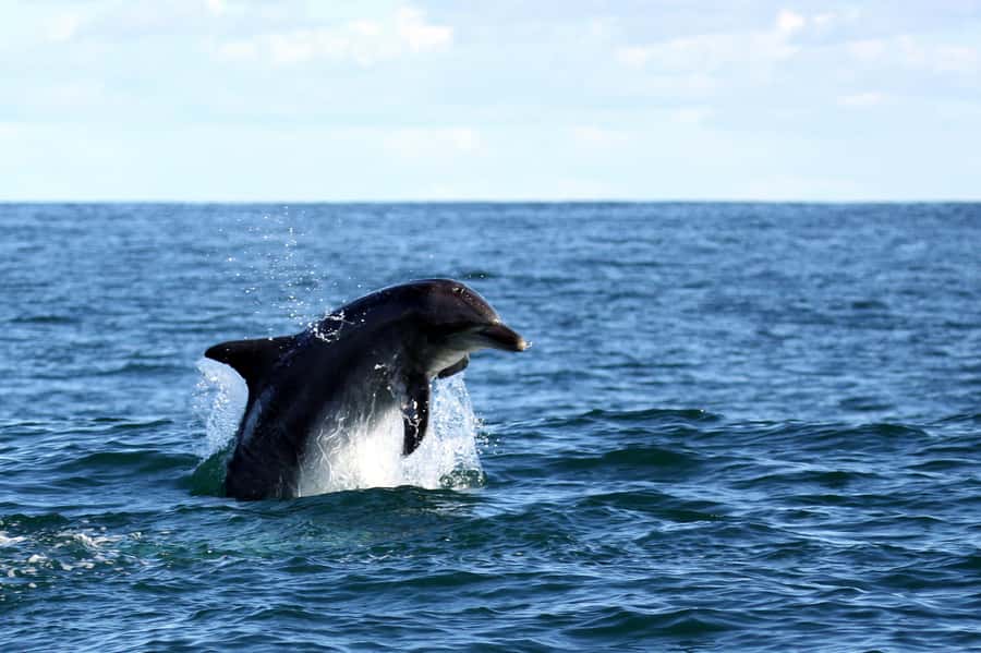 From Cape Town: Hermanus Whale Watching Boat Trip - Is the $221 price fair?