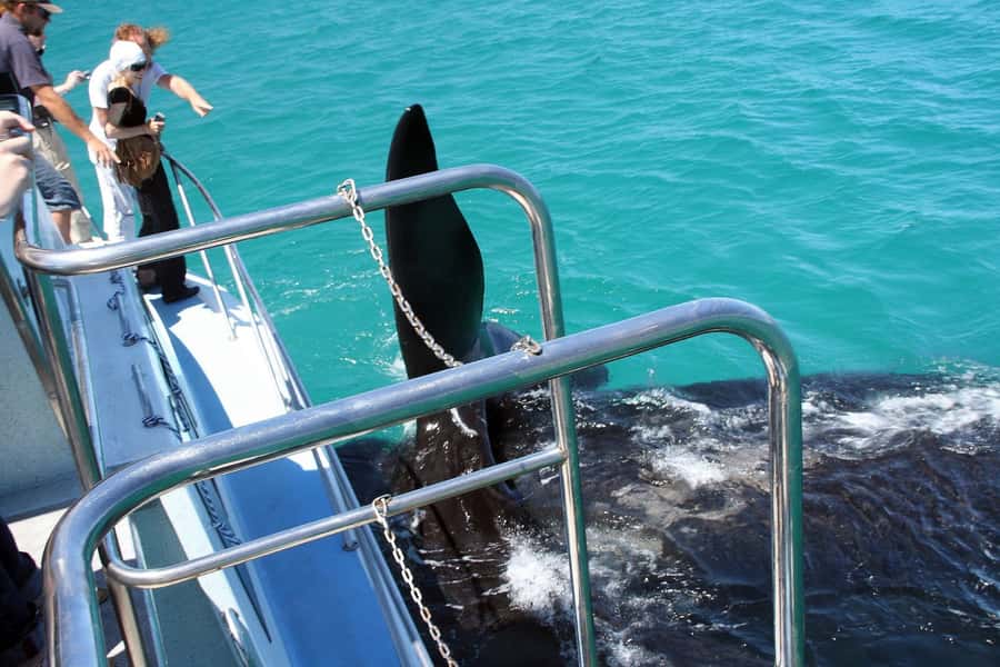 From Cape Town: Hermanus Whale Watching Boat Trip - Who should book this Cape Town whale trip?