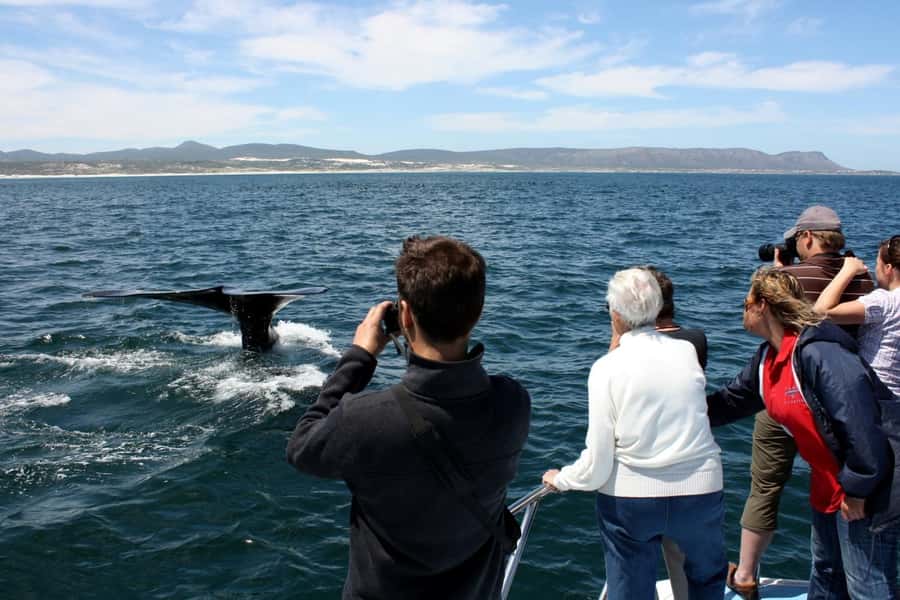 From Cape Town: Hermanus Whale Watching Boat Trip - Reaching the fishing harbor near Hermanus