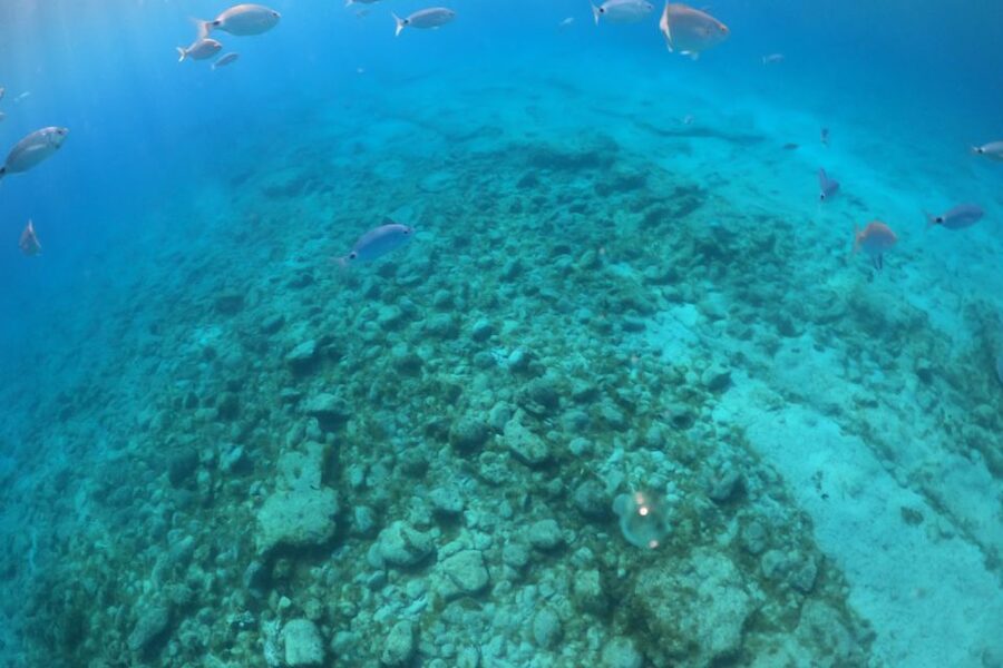 From Corralejo: Lobos Island Boat and Snorkel Activity - What the 25-Minute Snorkel Is Really Like
