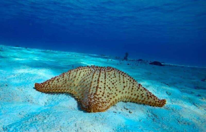 From Cozumel: 3 Reefs Boat Tour with Drinks and Snorkeling - Quick points before you book
