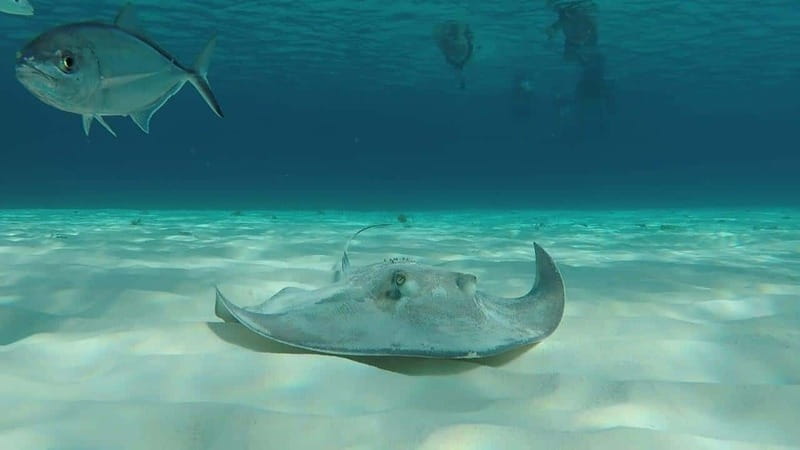 From Cozumel: 3 Reefs Boat Tour with Drinks and Snorkeling - Why three reefs make this a better half-day choice