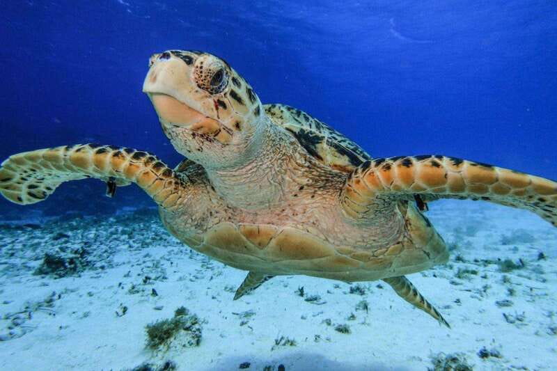 From Cozumel: 3 Reefs Boat Tour with Drinks and Snorkeling - Palancar and Columbia: the reef stops