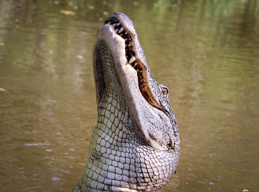 From Darwin: Litchfield Park Tour & Jumping Crocodile Cruise - Buley Rockhole is made for cooling off