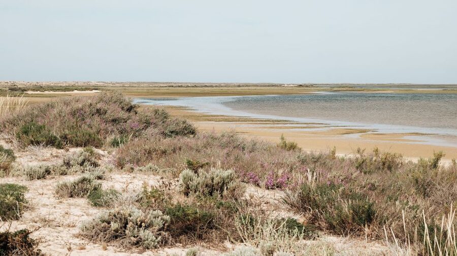 From Faro: Catamaran Boat Trip to Deserta Island with Stop - What the $11 fare really buys you