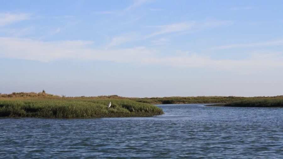 From Faro: Ria Formosa Sunset Boat Trip - The guides make a real difference