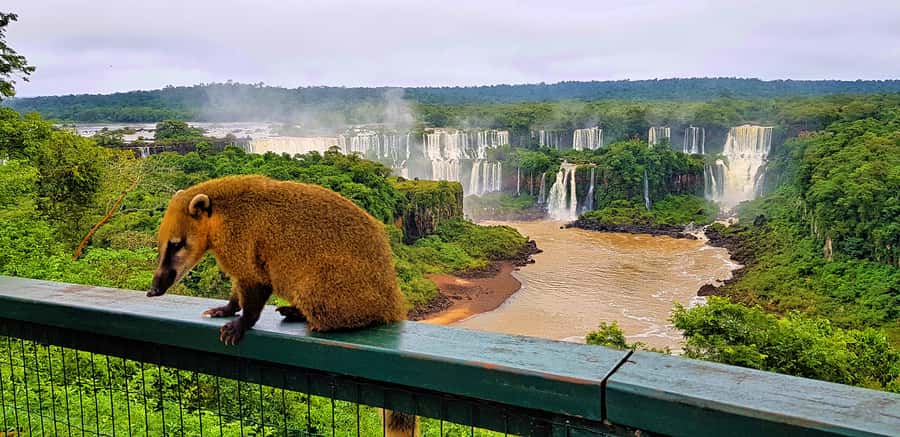 From Foz do Iguazu: Brazil Iguazu Falls & Macuco Safari Boat - The Macuco Safari boat: fast, wet, and memorable