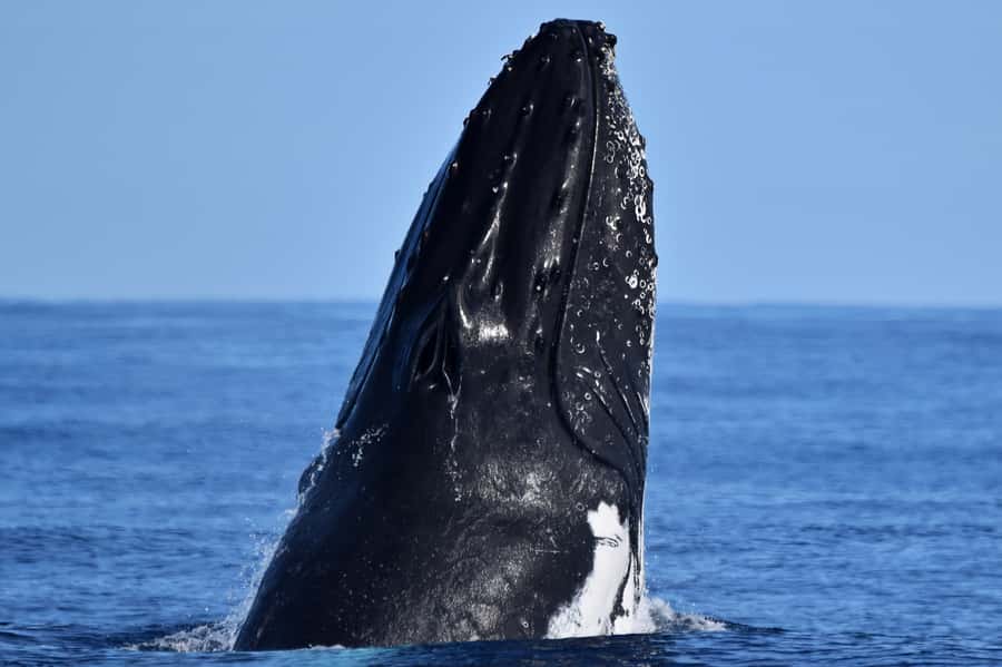 From Fremantle: 2-Hour Luxury Whale-Watching Cruise - Leaving Sardine Jetty in Fremantle