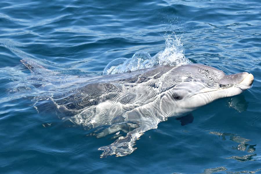 From Fremantle: 2-Hour Luxury Whale-Watching Cruise - Commentary that adds meaning to each sighting