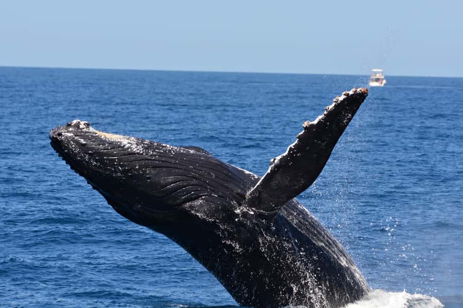 From Fremantle: 2-Hour Luxury Whale-Watching Cruise - What the two-hour timing really means