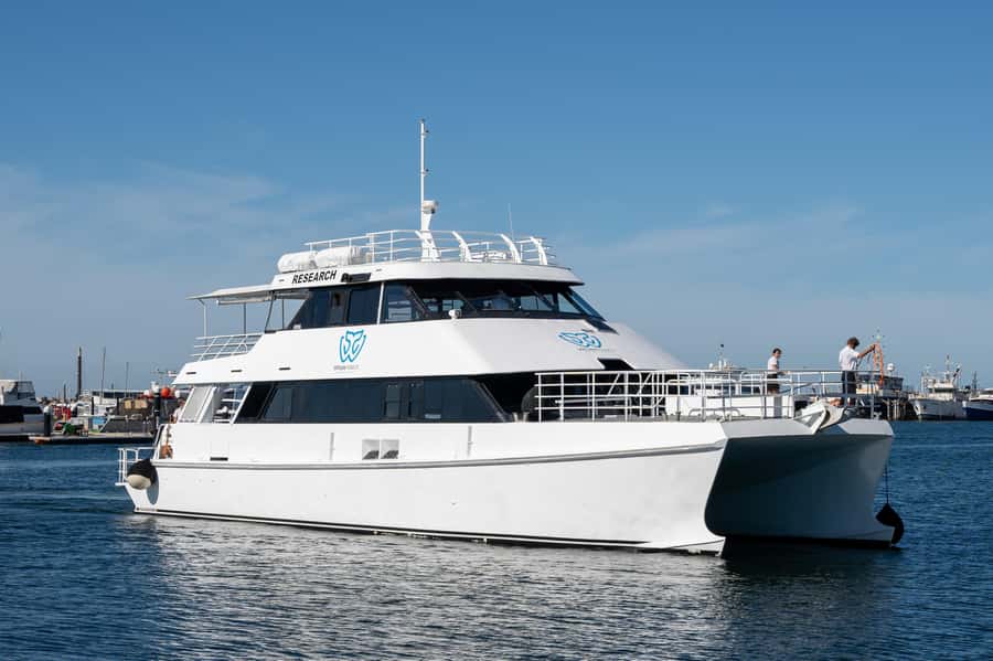 From Fremantle: 2-Hour Luxury Whale-Watching Cruise - Is $67 good value?