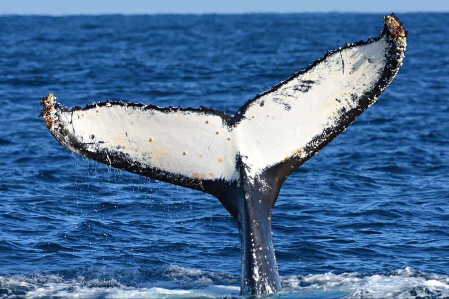From Fremantle: 2-Hour Luxury Whale-Watching Cruise - How to make the most of your morning