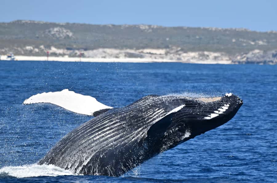 From Fremantle: 2-Hour Luxury Whale-Watching Cruise - Steep Point gives you five ways to watch