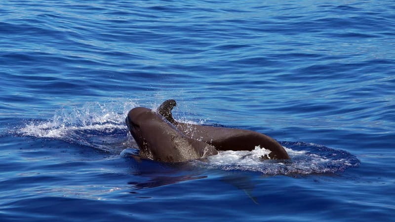 From Funchal: Ecological Catamaran Dolphin Whale Watching - A quieter way to search Madeira’s southern waters