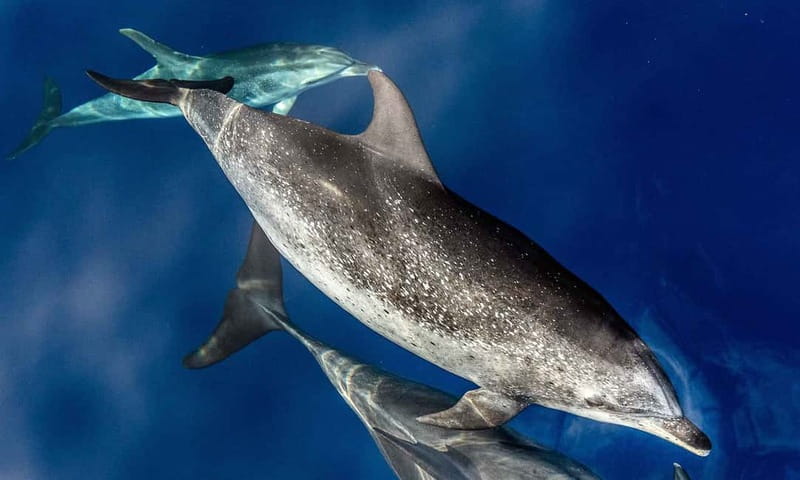 From Funchal: Ecological Catamaran Dolphin Whale Watching - Checking in at Funchal Marina