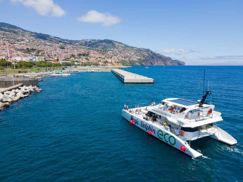 From Funchal: Ecological Catamaran Dolphin Whale Watching - Watching wildlife without crowding it