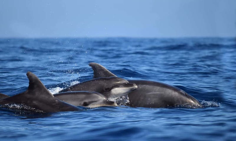 From Funchal: Ecological Catamaran Dolphin Whale Watching - The return along Cabo Girão and Câmara de Lobos