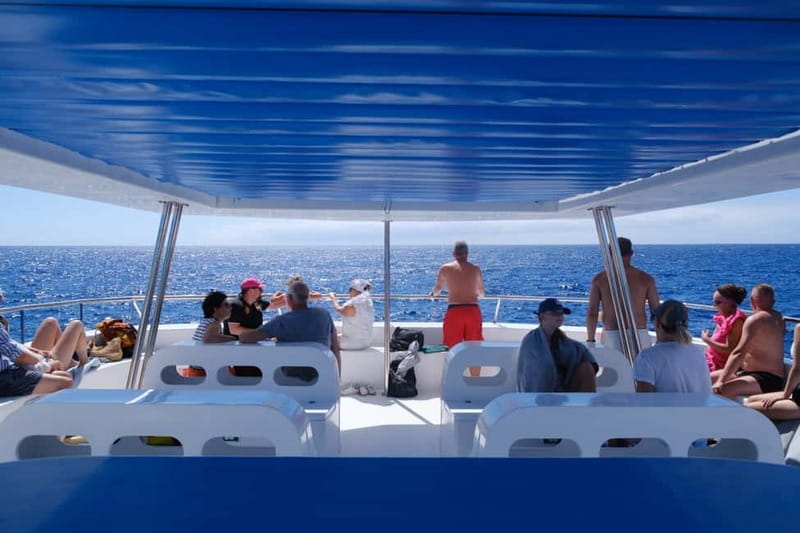 From Funchal: Ecological Catamaran Dolphin Whale Watching - What to wear and what to bring