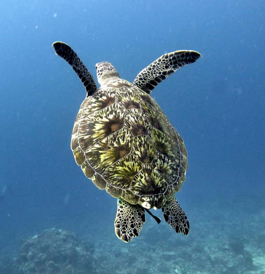 From Gili Air/Trawangan: Glass-Bottom Boat with Snorkeling - Is $47 good value?