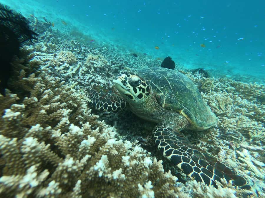 From Gili Air/Trawangan: Glass-Bottom Boat with Snorkeling - Swimming with turtles around the three Gili Islands