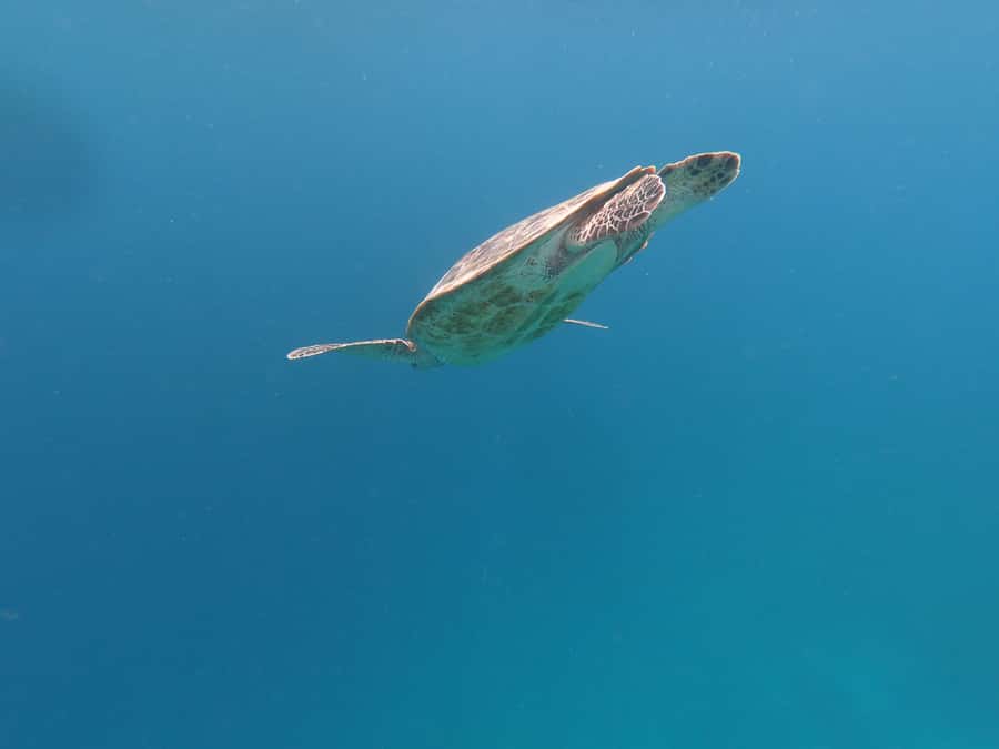 From Gili Air/Trawangan: Glass-Bottom Boat with Snorkeling - Shared outing or private boat?