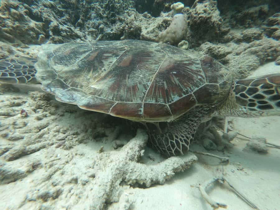 From Gili Air/Trawangan: Glass-Bottom Boat with Snorkeling - A realistic four to four-and-a-half-hour schedule