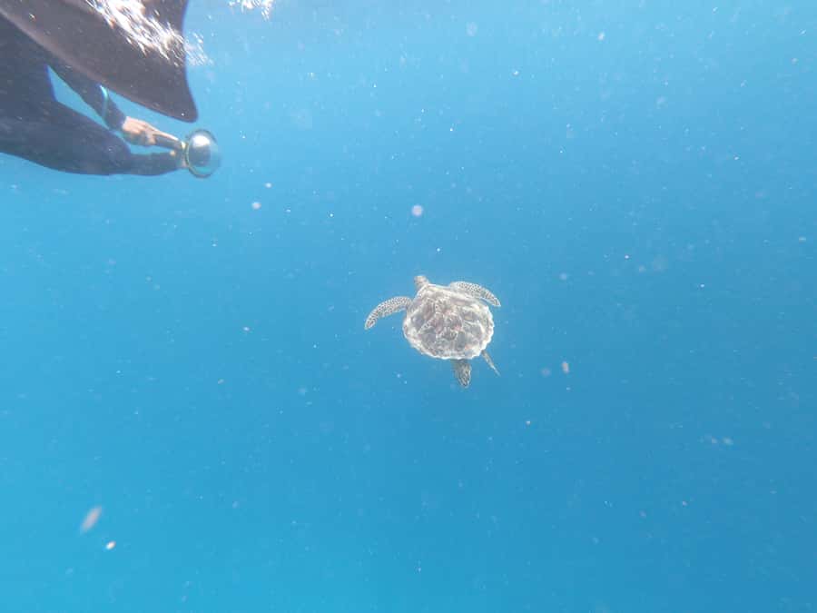 From Gili Air/Trawangan: Glass-Bottom Boat with Snorkeling - Who should choose this Gili snorkeling trip?