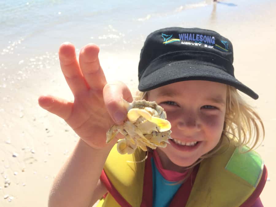 From Hervey Bay: Half-Day K'gari Fraser Island Beach Cruise - Timing, weather, and the limits of a half-day tour
