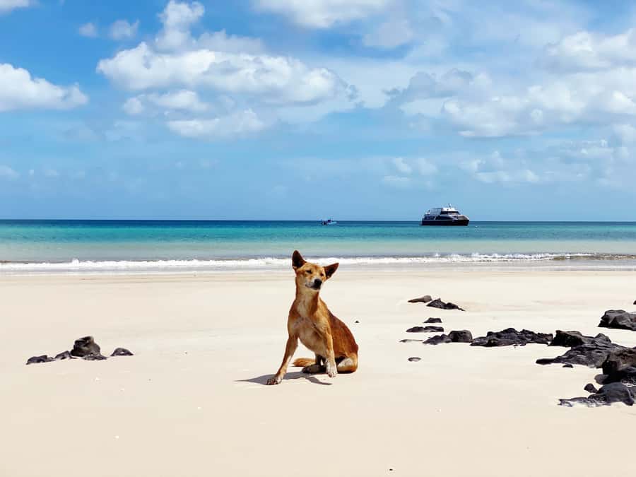 From Hervey Bay: Remote K'gari Tour by Boat with Lunch - Lunch and afternoon food on board