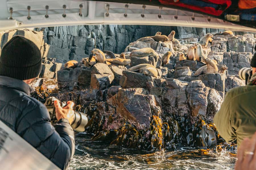 From Hobart/Adventure Bay: Bruny Island Wilderness Cruise - Bruny Island’s southern coast from the water