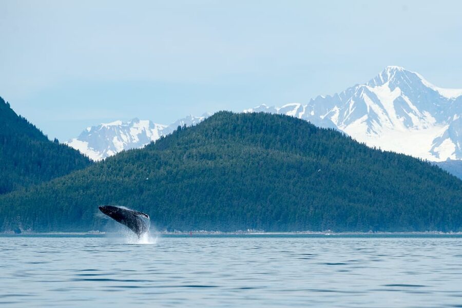 From Juneau: Whale Watching Cruise with Snacks - Boarding at Auke Bay
