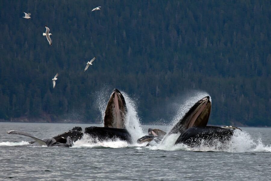 From Juneau: Whale Watching Cruise with Snacks - Two hours through Juneau’s whale waters