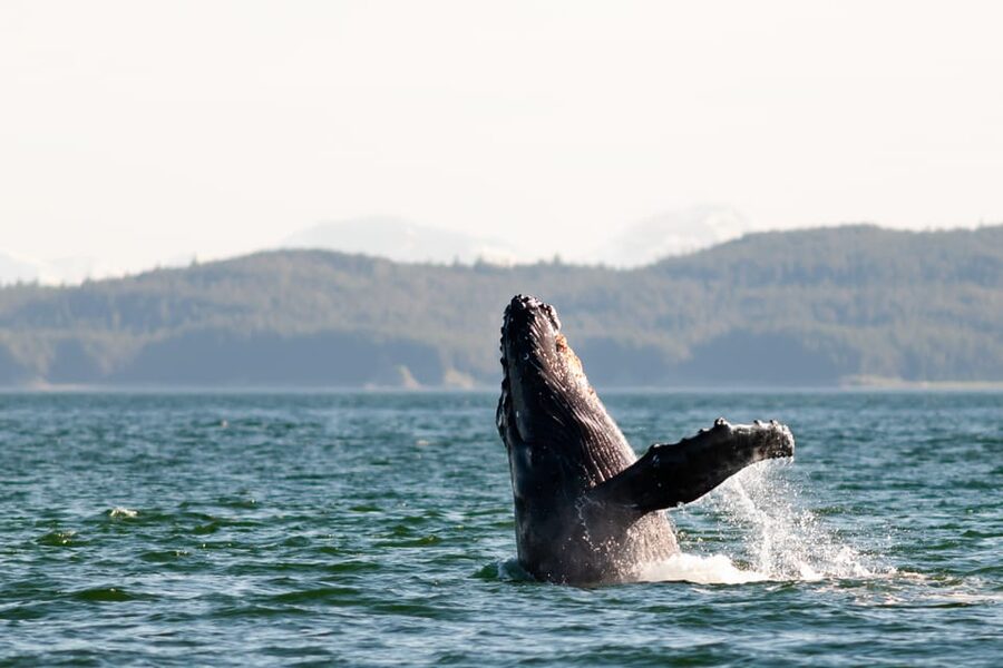 From Juneau: Whale Watching Cruise with Snacks - The naturalist makes the difference