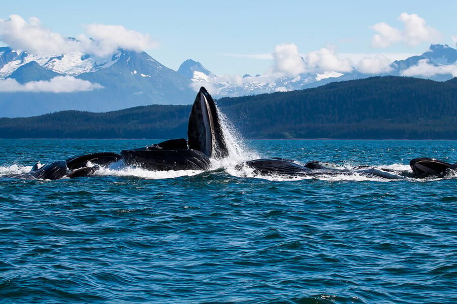 From Juneau: Whale Watching Cruise with Snacks - Meeting the bus below the Mt. Roberts Tramway