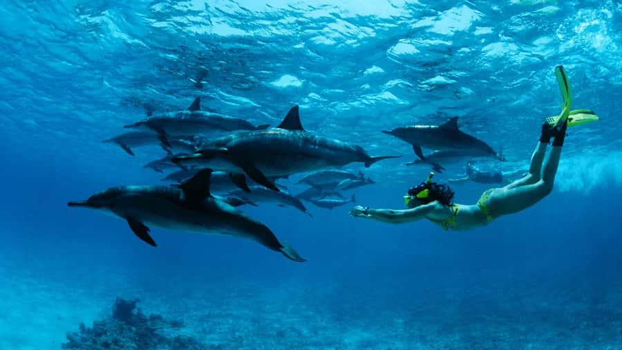 From Kendwa: Mnemba Boat Trip and Dolphin Snorkel Adventure - A dolphin trip that tries to do things properly