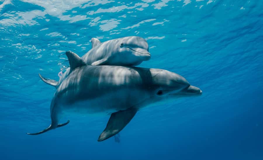 From Kendwa: Mnemba Boat Trip and Dolphin Snorkel Adventure - The disappearing sandbank and its short window