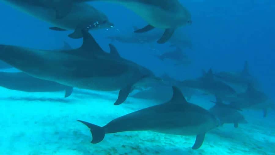 From Kendwa: Mnemba Boat Trip and Dolphin Snorkel Adventure - Who will enjoy this morning most