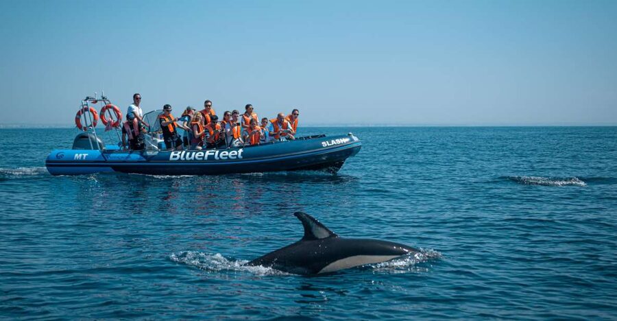From Lagos: Dolphin Watching Boat Trip w/Marine Biologists - Quick takeaways for your Lagos boat trip