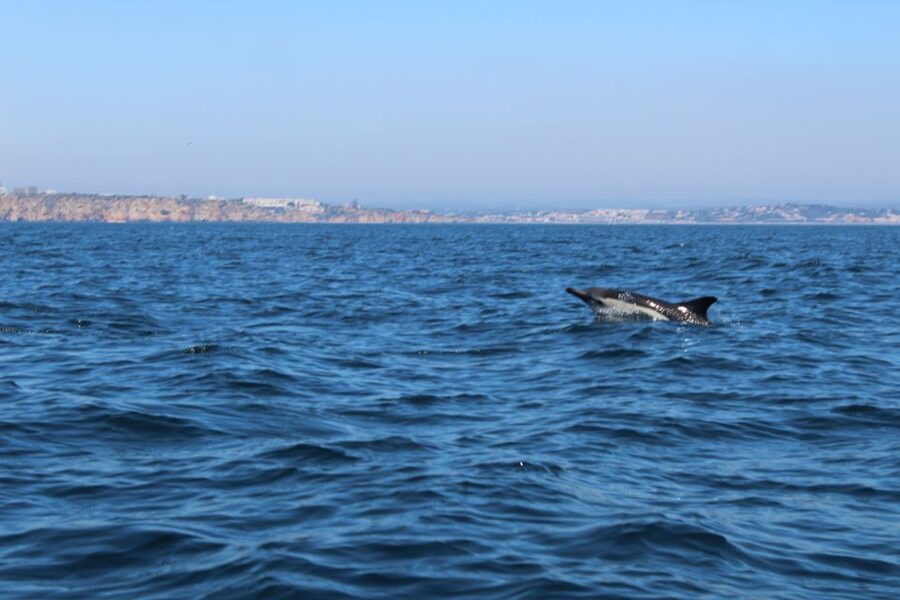 From Lagos: Dolphin Watching Boat Trip w/Marine Biologists - Should you book this Lagos dolphin trip?