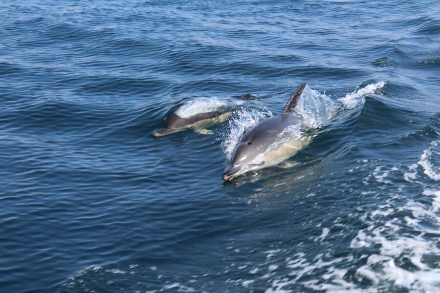 From Lagos: Dolphin Watching Boat Trip w/Marine Biologists - From Lagos Train Station to the Atlantic