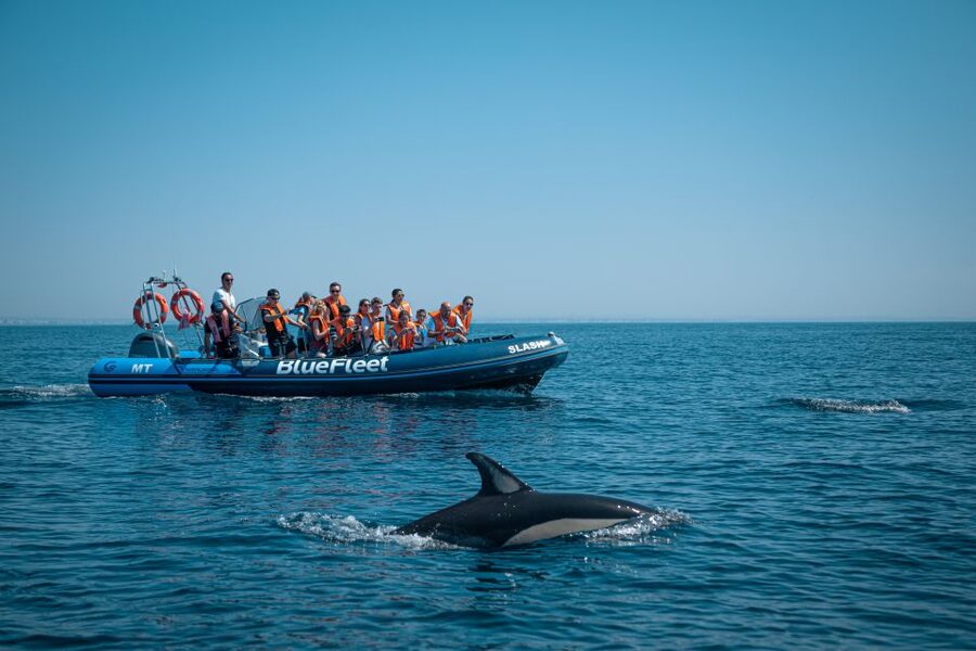 From Lagos: Dolphin Watching Boat Trip w/Marine Biologists - Marine biologists who make the ride useful