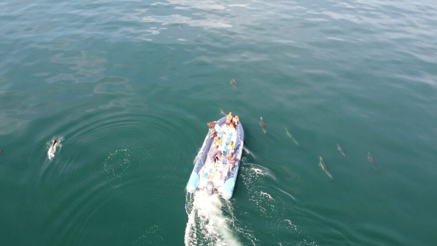 From Lagos: Dolphin Watching Boat Trip w/Marine Biologists - What the $42 price really buys you