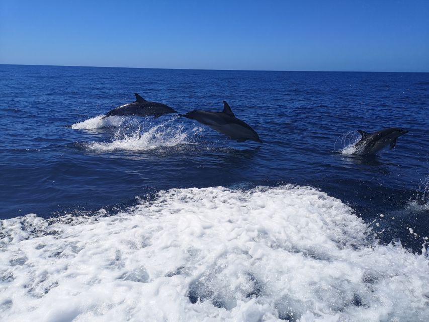 From Lagos: Dolphin Watching Boat Trip w/Marine Biologists - Who should book, and who should skip it