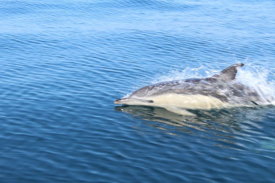 From Lagos: Dolphin Watching Boat Trip w/Marine Biologists - A few useful ways to improve your chances